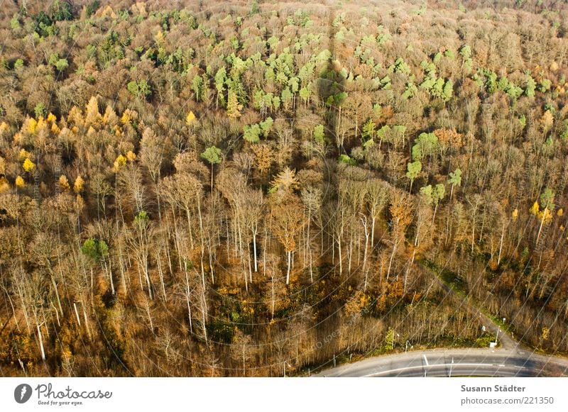 Schduagerter Landschaft Pflanze Herbst Schönes Wetter Baum Wald Straße hoch Fernsehturm Stuttgart Herbstfärbung mehrfarbig Kurve kalt braun oben Außenaufnahme