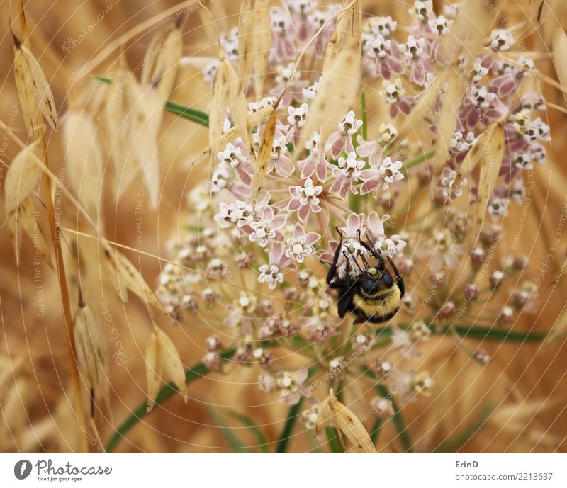 Bienen Balance Freude schön Gesundheit harmonisch Wohlgefühl Sommer wandern Natur Pflanze Frühling Blume Gras 1 Tier entdecken klein gold rosa schwarz