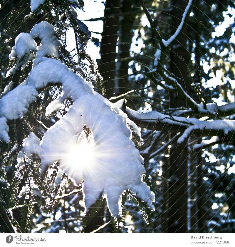 Snow vs. sun Natur Pflanze Winter Schönes Wetter Eis Frost Schnee Wärme Baum Wald schwarz weiß Ast Winterstimmung Winterwald Beleuchtung Dezember Januar kalt
