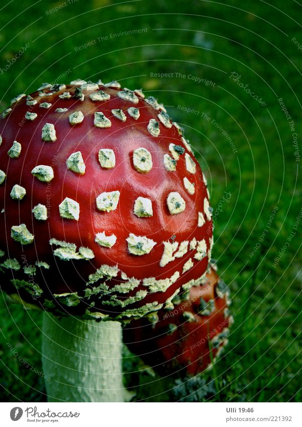 Mutter mit Kind. ruhig Natur Erde Herbst Pilz Wiese Hut entdecken ästhetisch authentisch grün rot standhaft gefährlich Fliegenpilz Farbfoto Außenaufnahme