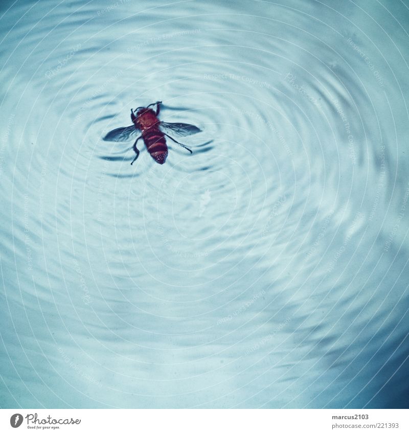 fly on water Wasser Wellen Tier Wildtier Fliege Biene Fährte 1 kämpfen blau braun Todesangst gefährlich Stress verstört Endzeitstimmung bedrohlich Überleben