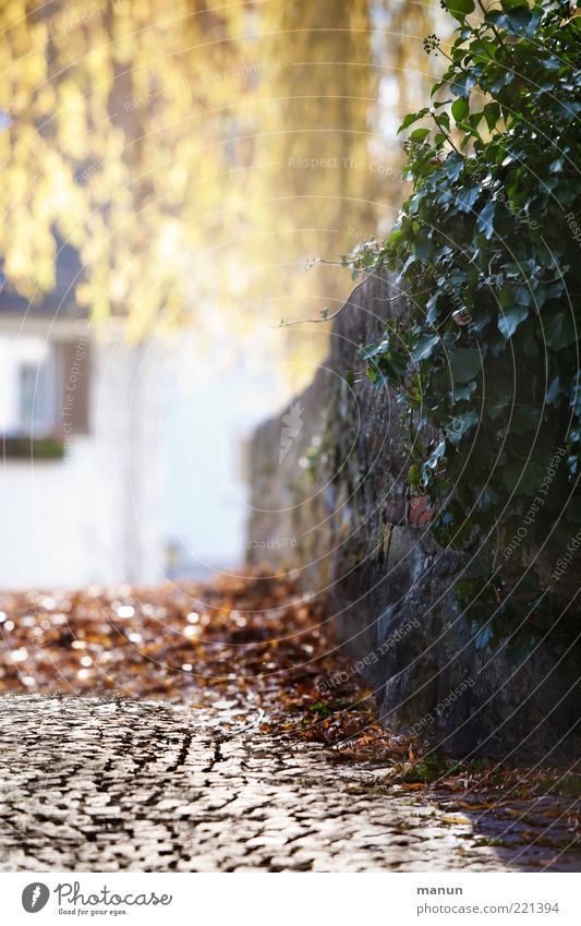 durch diese hohle Gasse.... (LT Ulm 14.11.10) Umwelt Natur Herbst Schönes Wetter Pflanze Efeu Herbstlaub herbstlich Altstadt Haus Mauerpflanze Mauerstein Wand