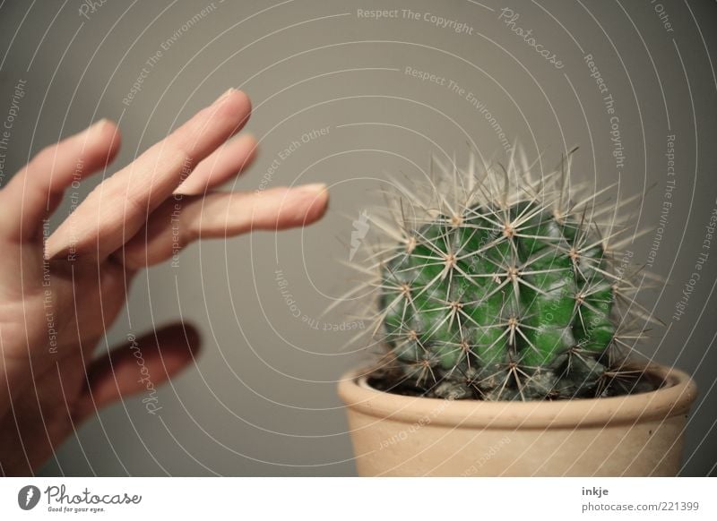 Berührungsängste Hand Finger Kaktus Topfpflanze exotisch Barrel Kaktus Stachel Grüner Daumen berühren bedrohlich natürlich Spitze stachelig wild grün achtsam