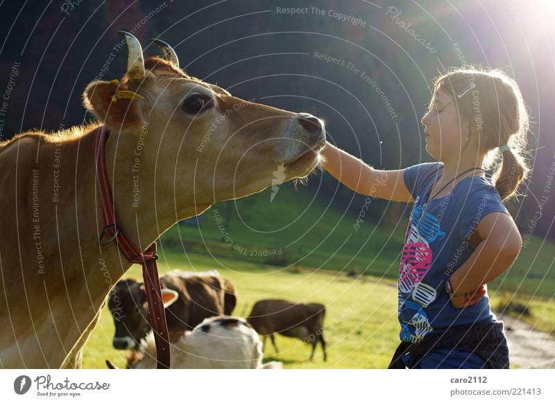 kuhle freundschaft Tourismus Mädchen 1 Mensch 8-13 Jahre Kind Kindheit Natur Tier Kuh natürlich Freundschaft Tierliebe Zusammenhalt Farbfoto Außenaufnahme Tag