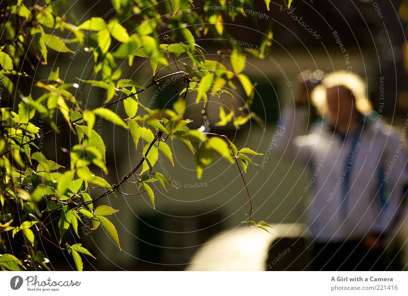 Loser-Treffen Ulm 14.11. Mensch Baum Blatt leuchten gelb grün Fotografieren Farbfoto Außenaufnahme Abend Lichterscheinung Sonnenlicht Unschärfe Oberkörper