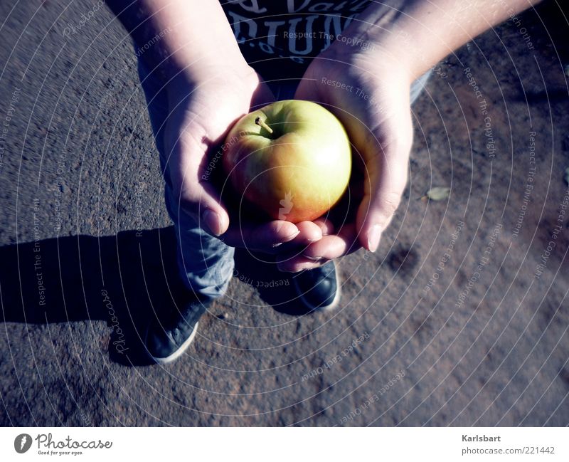 geben. nehmen. Lebensmittel Frucht Apfel Ernährung Bioprodukte Lifestyle Gesundheit Mensch Kind Junge Kindheit Haut Hand Fuß 1 Natur Herbst festhalten Kraft
