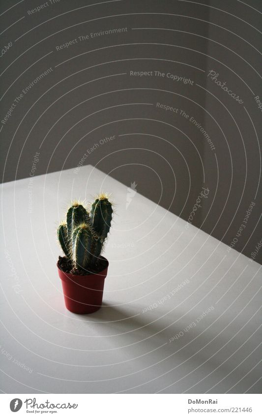 Stecher Natur Pflanze Kaktus Topfpflanze exotisch eckig klein Spitze stachelig grün diszipliniert Ordnungsliebe Einsamkeit skurril unschuldig obskur wehrhaft