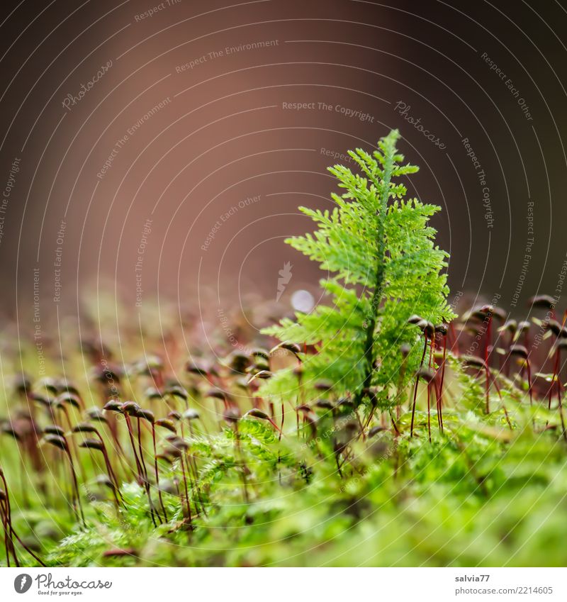 Moosbäumchen Umwelt Natur Pflanze Erde Herbst Moosteppich Wald glänzend Wachstum klein natürlich weich braun grau grün Einsamkeit einzigartig Idylle ruhig