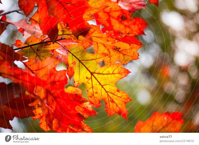 Roteichenblätterherbstfärbung Umwelt Natur Pflanze Herbst Baum Blatt Eiche Eichenblatt Park Wald leuchten ästhetisch schön Wärme gelb grün orange rot