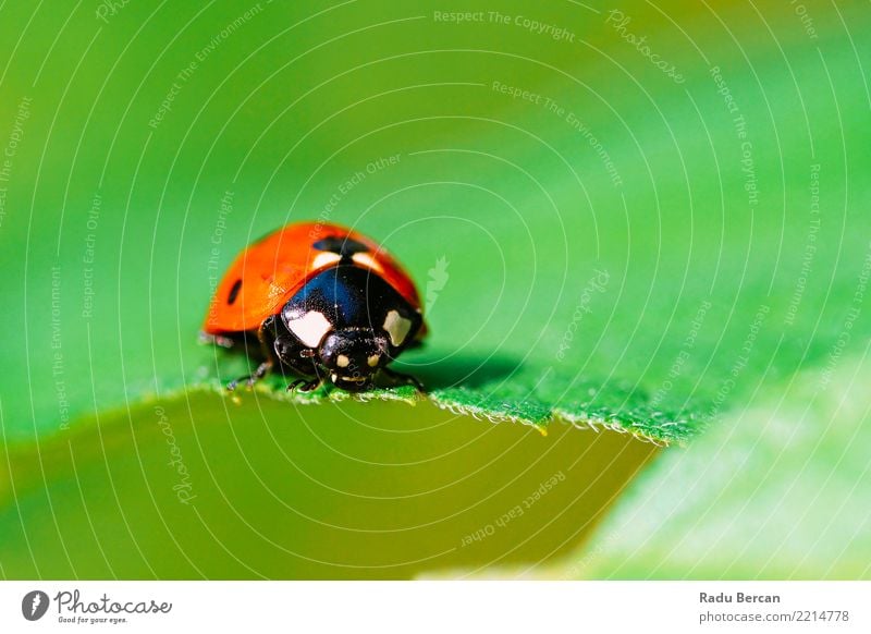 Rotes Marienkäfer-Insekt auf grünem Blatt-Makro Natur Pflanze Tier Sommer Garten 1 krabbeln einfach nah niedlich mehrfarbig rot schwarz Farbe Umwelt Wanze