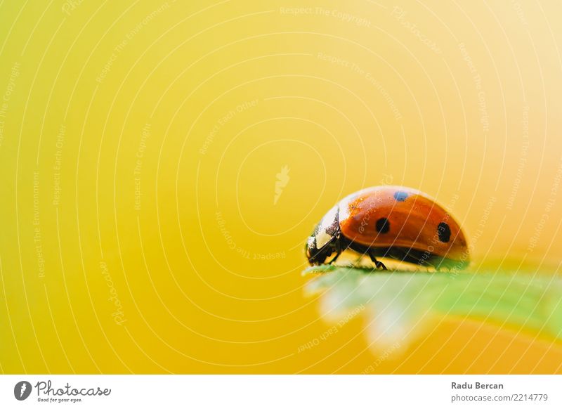 Rotes Marienkäfer-Insekt auf grünem Blatt-Makro Umwelt Natur Pflanze Tier Sommer Garten Wildtier 1 entdecken einfach schön mehrfarbig gelb orange rot schwarz