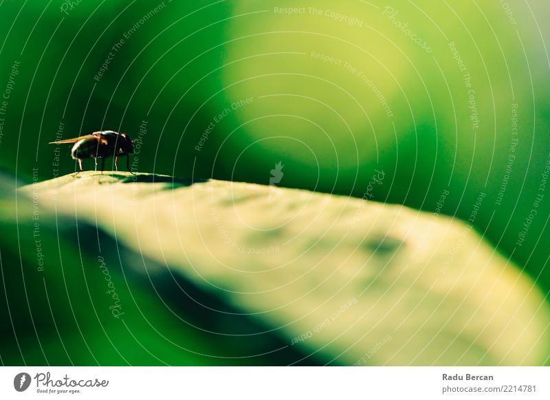 Haus fliegen Makro auf grünem Blatt Umwelt Natur Pflanze Tier Sommer Sträucher Garten Wildtier Fliege 1 mehrfarbig Farbe Insekt Wanze Nahaufnahme Makroaufnahme