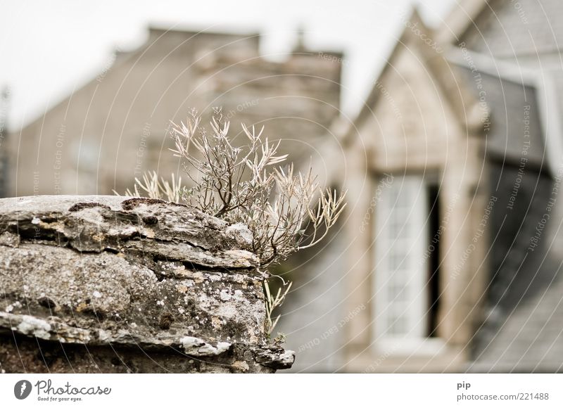 zimmer mit aussicht Pflanze Gras Mauer Wand Fenster Dach Dachgiebel grau oben trocken vertrocknet Bruch Flechten Farbfoto Gedeckte Farben Außenaufnahme