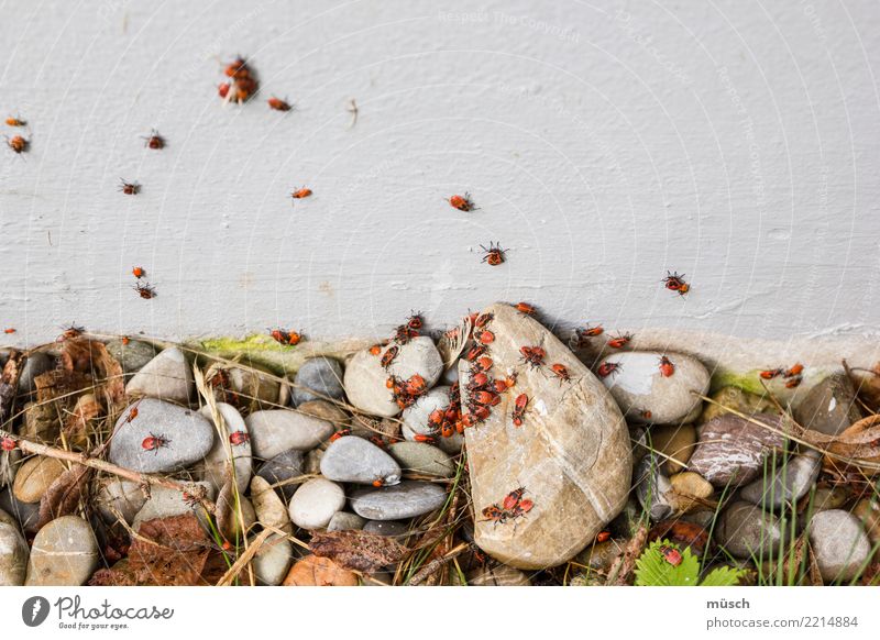 Bugs Tier Erde Mauer Wand Käfer Tiergruppe Fressen krabbeln Ekel Zusammensein klein natürlich niedlich unten orange rot Optimismus Kraft Einigkeit Tierliebe