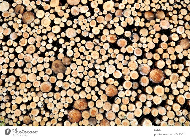 vor der Hütte Umwelt Natur Pflanze Baumstamm Holz liegen dick dünn gigantisch natürlich Ordnung Vergänglichkeit Wandel & Veränderung Holzstapel rund