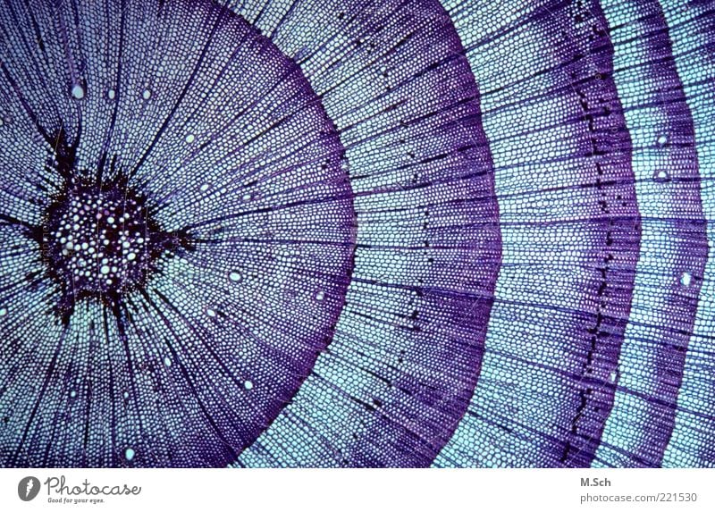 Spuren des Lebens Umwelt Natur Pflanze Baum Wildpflanze Wachstum Jahresringe Mikroskopie Farbfoto Makroaufnahme Menschenleer Kunstlicht Vogelperspektive