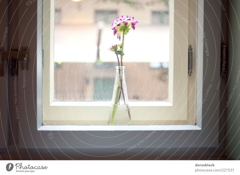 vitrine. einrichten Fensterbrett Blume ästhetisch Duft elegant Hoffnung harmonisch Vase Farbfoto Gedeckte Farben Innenaufnahme Menschenleer Tag Licht