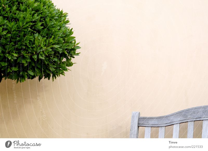 ein Plätzchen für die Mußestunde Pflanze Baum Grünpflanze Mauer Wand grün Holzbank Sitzgelegenheit buschig Gartenmöbel Teak übersichtlich kahl Terrasse Farbfoto
