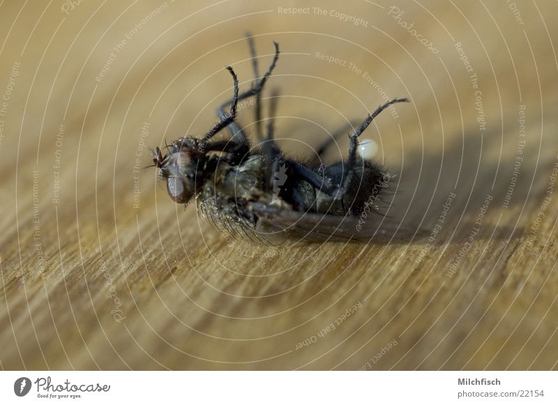 High Noon Insekt Fliege Tod Makroaufnahme Untier lästig Ende