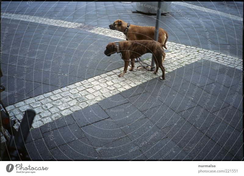 two dogs Freizeit & Hobby Kunst Umwelt schlechtes Wetter Regen Fußgänger Verkehrszeichen Verkehrsschild Bürgersteig Pflastersteine Tier Haustier Hund 2 Zeichen