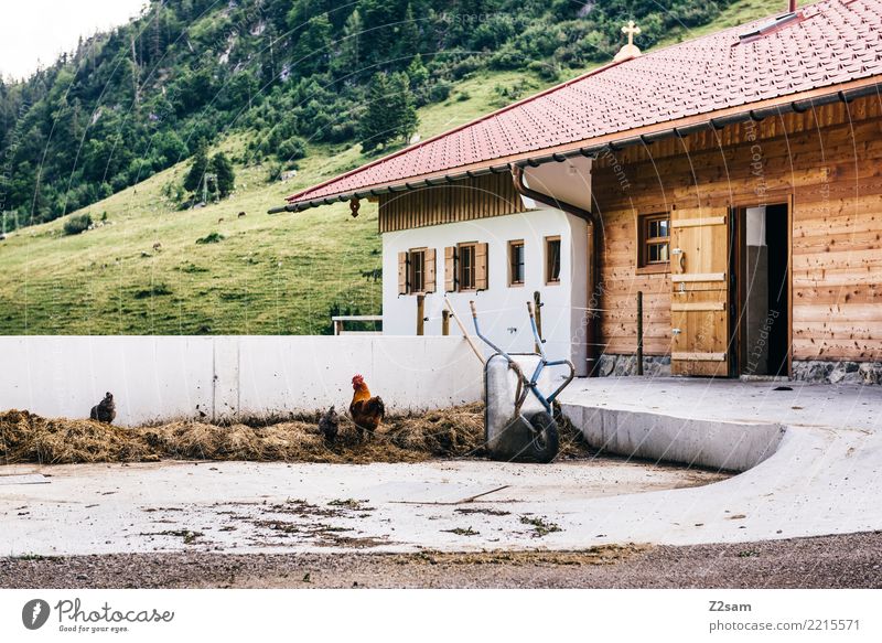 Hahn im ... Berge u. Gebirge Umwelt Natur Alpen Hütte Bauernhof 3 Tier Glück nachhaltig natürlich Zufriedenheit Zusammensein Partnerschaft Erholung