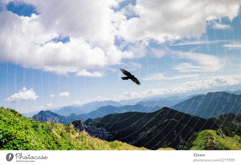 Vogel über den bayerischen Alpen Berge u. Gebirge Natur Landschaft Sommer Schönes Wetter Wiese fliegen ästhetisch elegant frei gigantisch natürlich Stimmung