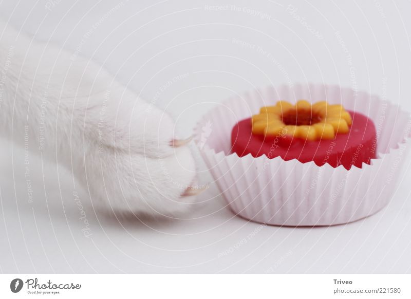 Auf Diät Lebensmittel Tier Haustier Katze Krallen Pfote berühren Bewegung genießen ästhetisch elegant hell schön lecker listig lustig klug süß gelb gold rosa