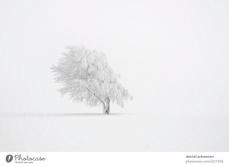 viel weiß, rechts links oben unten Winter Schnee Klima Wetter Wind Eis Frost Baum hell ruhig Buche Gedeckte Farben Menschenleer Textfreiraum links