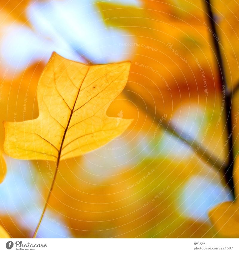 Bild für trübe Tage Umwelt Natur Pflanze Luft Himmel Herbst Klima Schönes Wetter Baum Blatt alt dehydrieren ästhetisch blau braun gelb gold Tulpenbaum hell