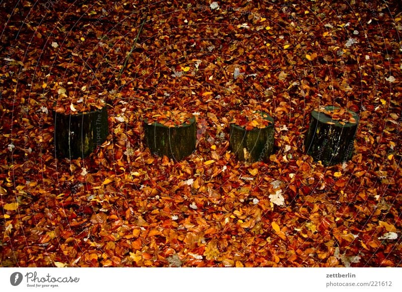 Die fantastischen Vier Natur Erde Herbst Wetter Baum Wald Sehnsucht Einsamkeit Endzeitstimmung Vergänglichkeit November Herbstlaub Blatt Baumstumpf matt 4