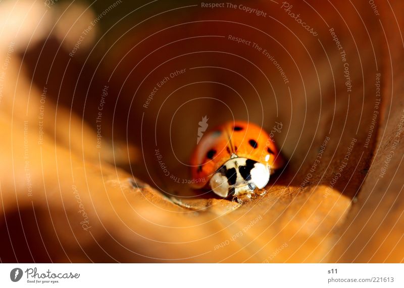 HerbstWärme Tier Käfer 1 genießen schlafen Marienkäfer gepunktet Blatt Herbstlaub Jahreszeiten Sonnenlicht Farbfoto mehrfarbig Außenaufnahme Nahaufnahme
