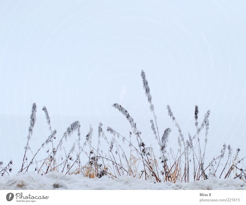 Winter Natur Gras Sträucher kalt trist weiß Eis Farbfoto Außenaufnahme Menschenleer Textfreiraum oben Hintergrund neutral Frost gefroren Himmel Tag