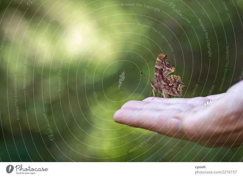 Beaty of the moment Schmetterling atmen beobachten berühren genießen Freude Glück Lebensfreude Begeisterung ästhetisch einzigartig Freiheit Gelassenheit Idylle