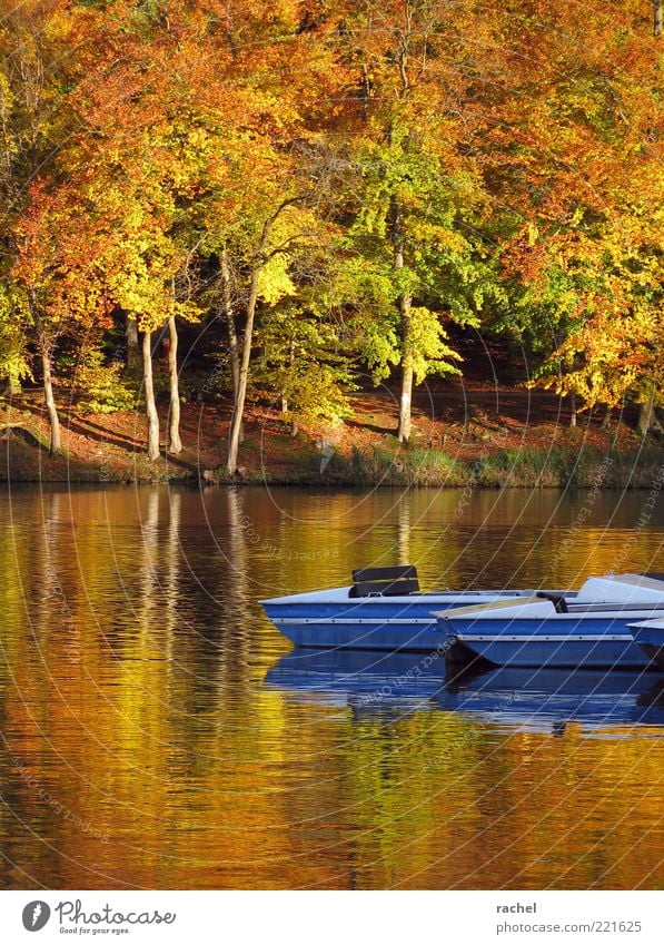 Laß uns tretbootfahren gehen... Natur Wasser Schönes Wetter Seeufer Romantik leuchtende Farben Herbst Herbstlaub Indian Summer Tretboot Vergänglichkeit