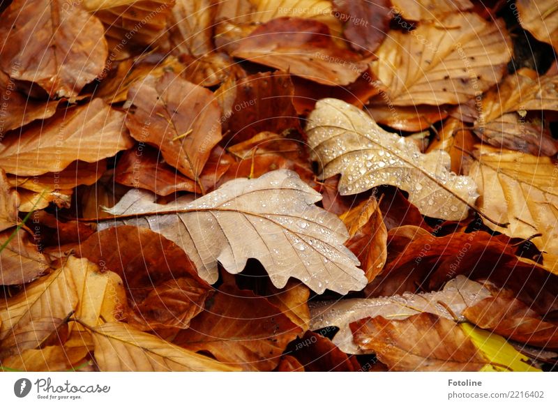Vergänglich Umwelt Natur Pflanze Erde Herbst Blatt Wald nah nass natürlich braun herbstlich Herbstlaub Herbstfärbung Herbstwetter Tropfen Tau Farbfoto