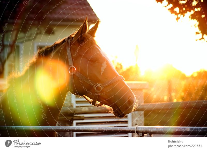 Pferd im Gegenlicht ruhig Sonne Reitsport Haus stehen Weide blenden Blendenfleck Blendeneffekt Halfter Pferdekopf Zaun Erholung Zufriedenheit Sonnenbad Farbfoto