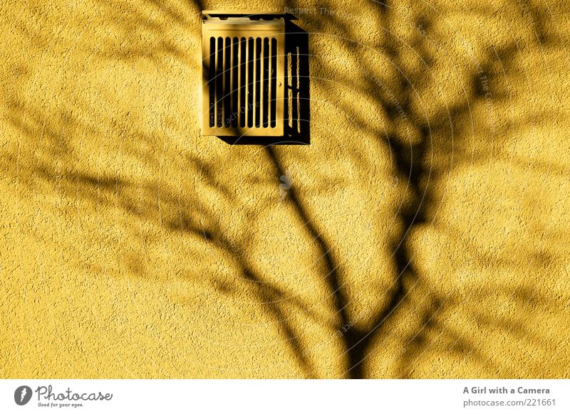 shadow on the wall - LT Ulm 14.11. Wand Lüftung Gitter leuchten gelb grau schwarz Silhouette Ast Baum Farbfoto mehrfarbig Außenaufnahme Menschenleer