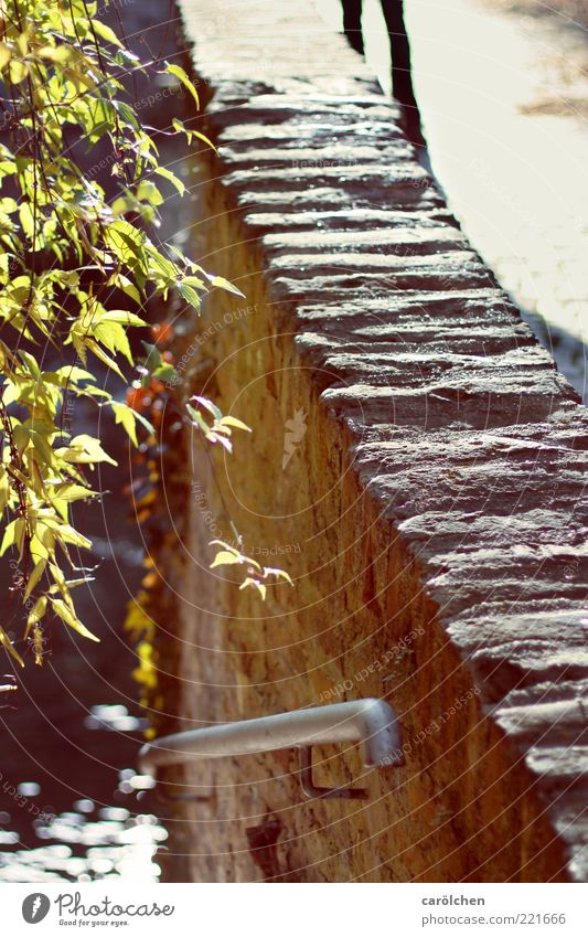 an der Mauer auf der Lauer (LT Ulm 14.11.10) Wand gelb gold grau grün Geländer Brücke Gegenlicht Farbfoto Tag Menschenleer Blatt Sonnenstrahlen Textfreiraum