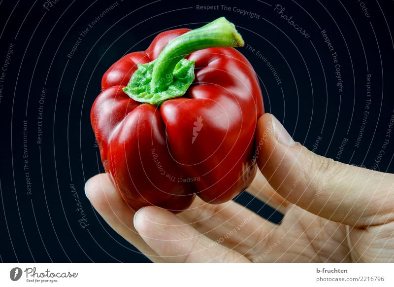 Roter Paprika Gemüse Mann Erwachsene Hand Finger berühren festhalten frisch Gesundheit Erotik schwarz genießen Lust reif Ernte biologisch geschmackvoll Farbfoto