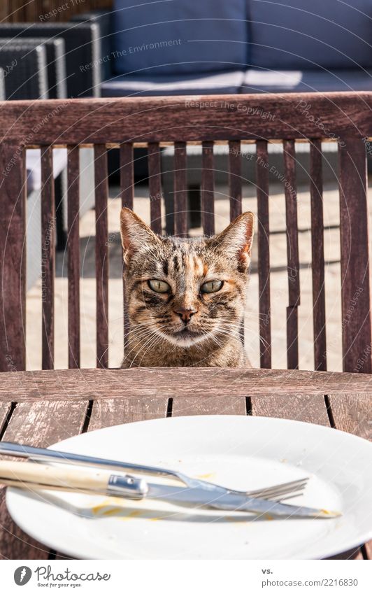 Eatin´ Pussy Lebensmittel Fleisch Ernährung Mittagessen Abendessen Büffet Brunch Bioprodukte Geschirr Teller Besteck Terrasse Restaurant ausgehen Essen