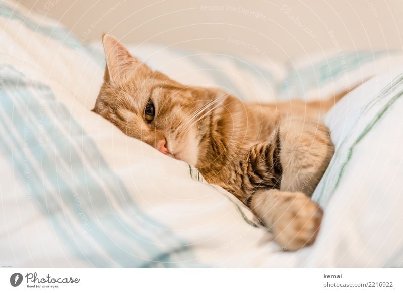 Beobachtung Lifestyle harmonisch Wohlgefühl Zufriedenheit Erholung ruhig Freizeit & Hobby Häusliches Leben Wohnung Bett Schlafzimmer Bettdecke Haustier Katze