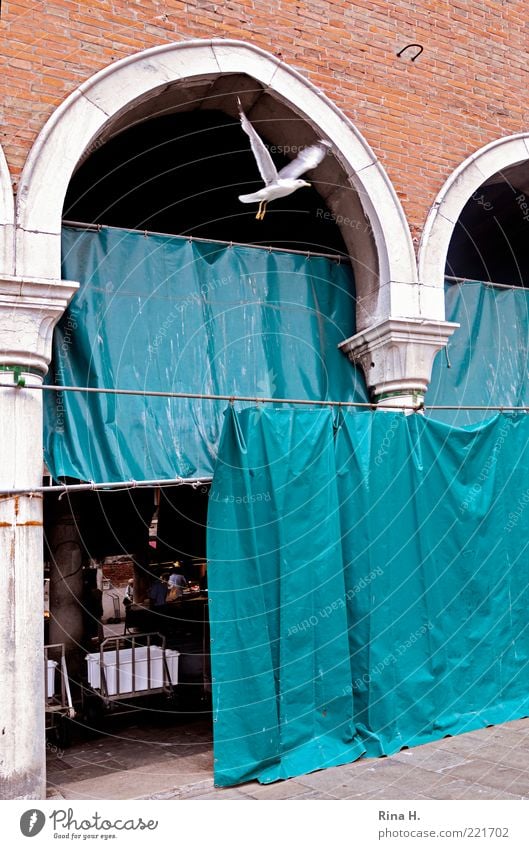Freiheit II Rialto Venedig Altstadt Menschenleer Taube 1 Tier fliegen blau rot Markt Flucht flüchten Farbfoto Textfreiraum rechts Vorhang entkommen Vogel Altbau