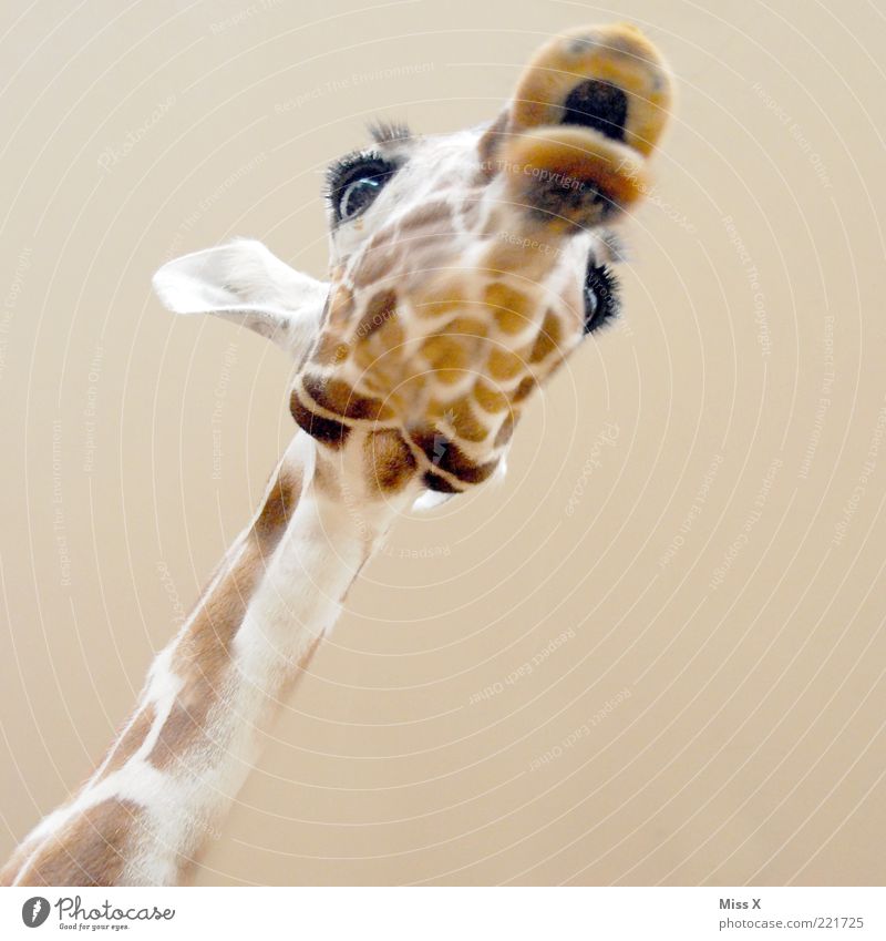 Bussi Tier Wildtier 1 exotisch lustig Giraffe Maul Hals Auge Ohr Fell Kopf Textfreiraum unten groß Farbfoto Nahaufnahme Menschenleer Hintergrund neutral