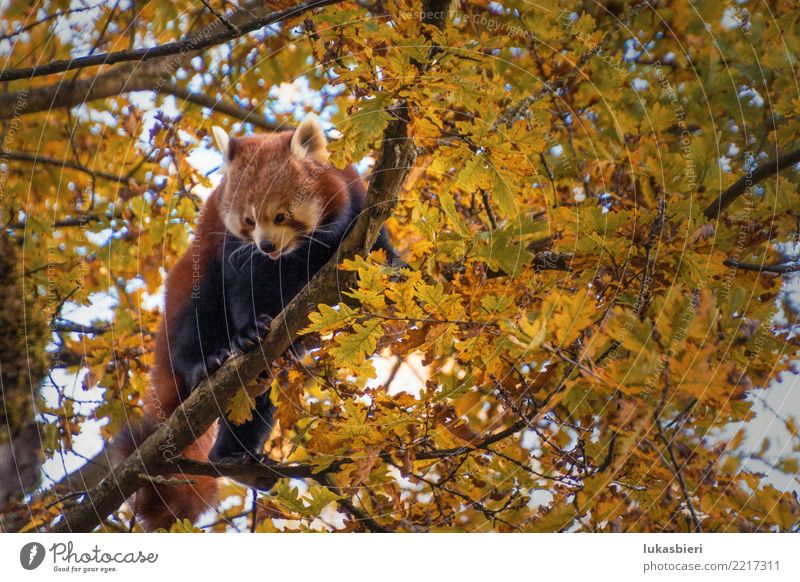 Roter Panda auf Baum zeigt Zunge roter panda Klettern Tier Säugetier Natur niedlich gefährlich Zoo Zürich Kanton Zürich Herbst Blatt Ast weisse schnauze Fell