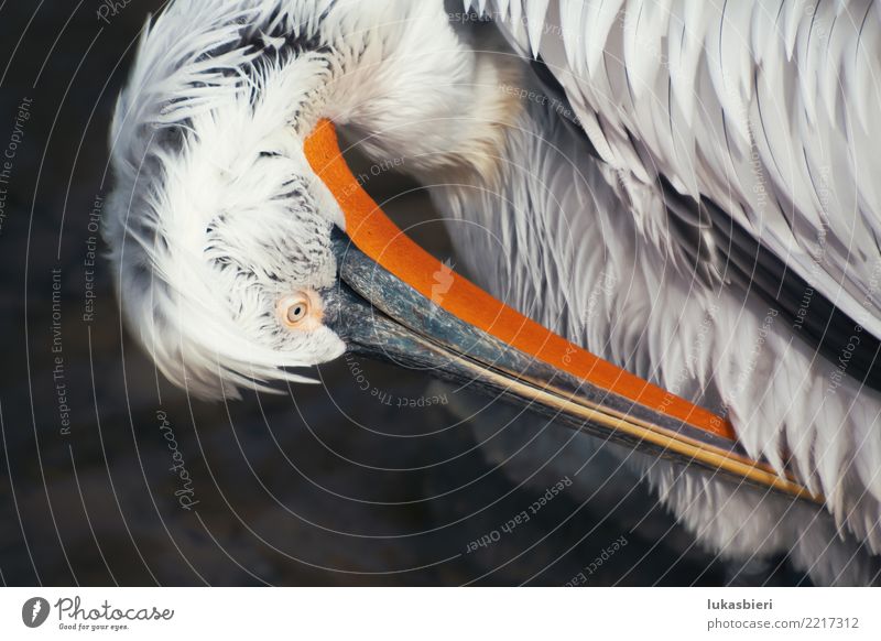 Pelikan putzt Gefieder, Nahaufnahme putzt sich Feder Schnabel Vogel Tierporträt Wasser Natur wasservogel Teich Gewässer Auge Einsamkeit schön dählhölzli einzeln
