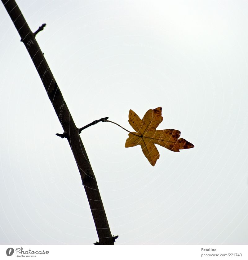 Das letzte Blatt Umwelt Natur Pflanze Himmel Herbst natürlich Einsamkeit Farbfoto Gedeckte Farben Außenaufnahme Nahaufnahme Textfreiraum rechts
