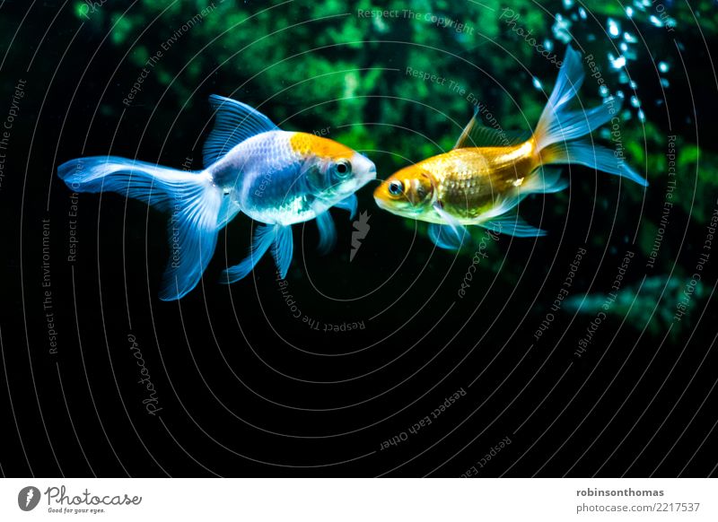 Zwei Goldfische vertraulich im Aquarium Haustier Fisch 2 Tier Schwimmen & Baden Freundlichkeit Fröhlichkeit Zusammensein Glück blau grün orange schwarz weiß