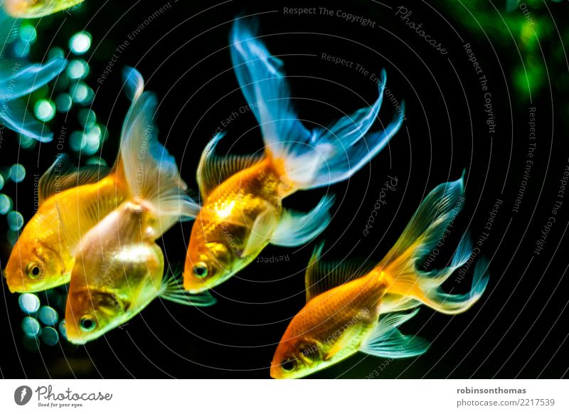 Gold fischt mit dem schönen Schwanz, der unten im Aquarium schwimmt Tier Haustier 4 Wasser genießen Schwimmen & Baden ästhetisch frisch Fröhlichkeit
