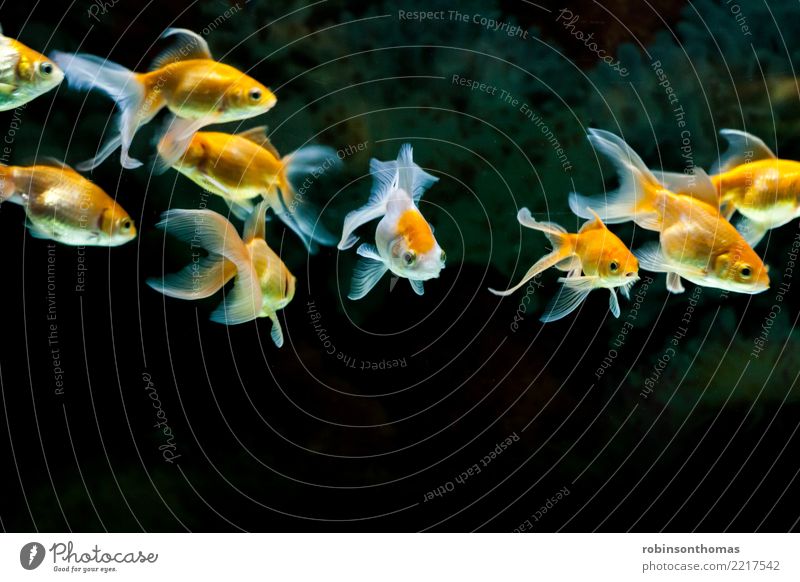 Goldfische, die im Süßwasseraquarium schwimmen schön Natur Pflanze Tier Haustier Aquarium Bewegung gold grün rot weiß Farbe aquatisch Hintergrund