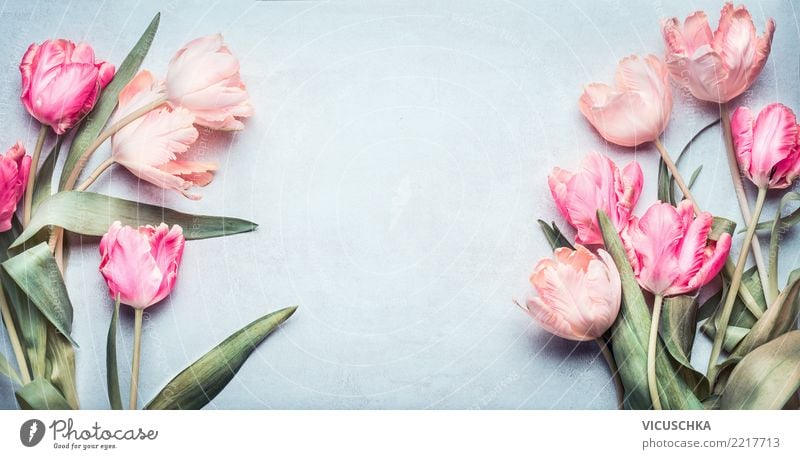 Schöne Tulpen in rosa Pastellfarbe Stil Design Feste & Feiern Muttertag Hochzeit Geburtstag Dekoration & Verzierung Blumenstrauß Stolz Pastellton Rahmen